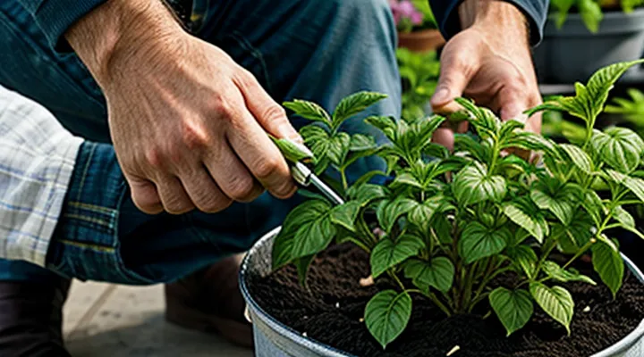 Чем подкормить помидоры во время цветения и завязывания плодов в теплице?