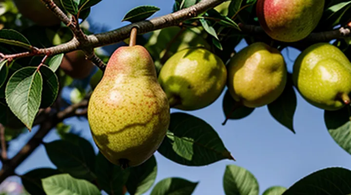 Что делать, если на листьях груши появились оранжевые пятна?