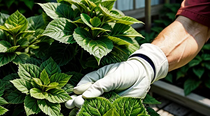 Что делать, если у гортензии листья светло-зеленые?