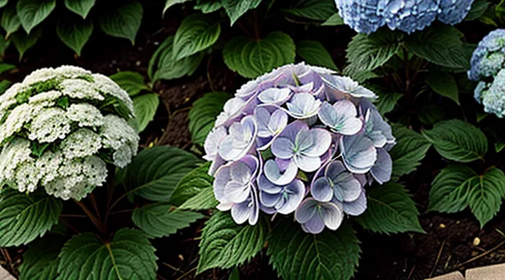Как правильно посадить гортензию в открытый грунт летом из горшка?