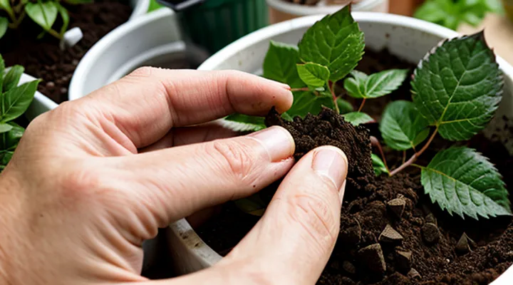 Как размножить розу от куста в домашних условиях?