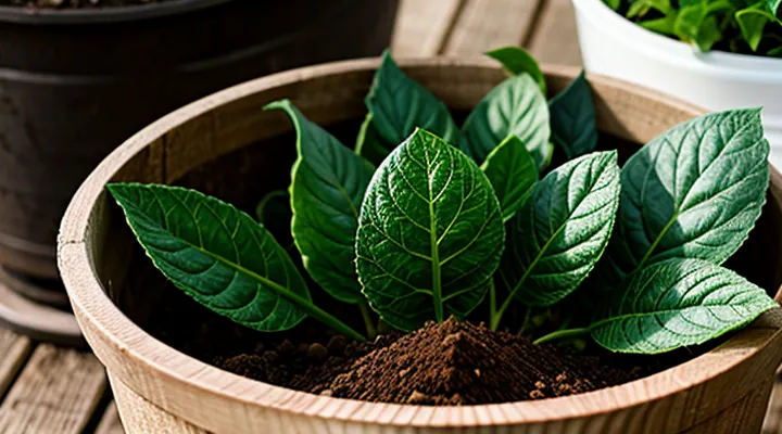 Когда и чем подкармливать огурцы после высадки в теплицу?