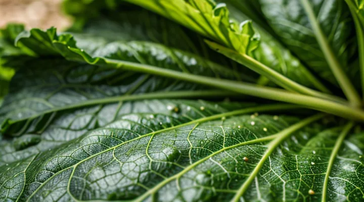 На листьях капусты появились дырочки — что за вредитель и чем нужно обработать?