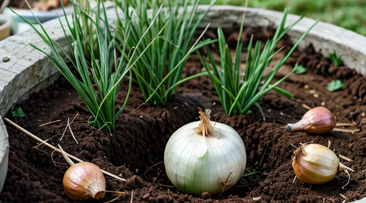 Почему лук гниёт на грядке от корня?
