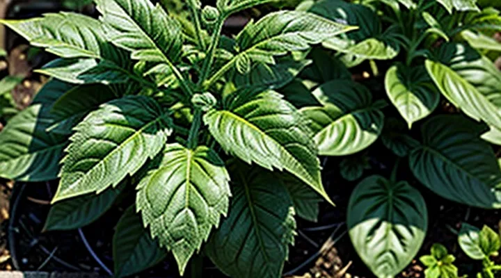 Почему на листьях томатов появились жёлтые пятна и что делать?