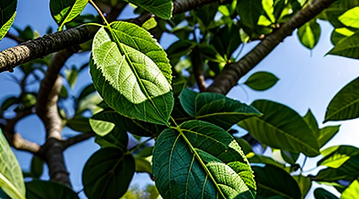 Почему у груши скручиваются листья в трубочку и что делать?