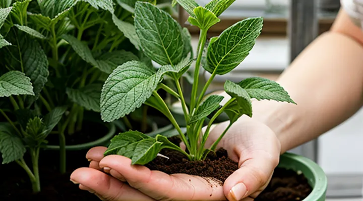 Почему у огурцов желтеют листья по краю в теплице, что делать и как исправить?