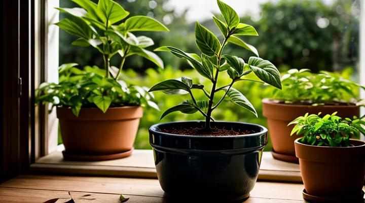 Почему у помидоров скручиваются листья внутрь и что делать?