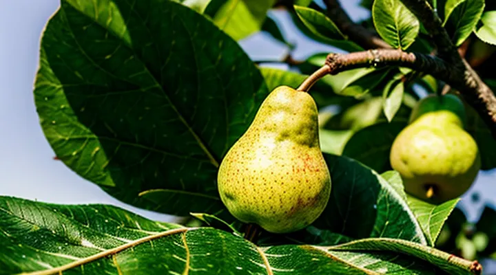 Желтые пятна на листьях груши: что это за болезнь и как с ней бороться?